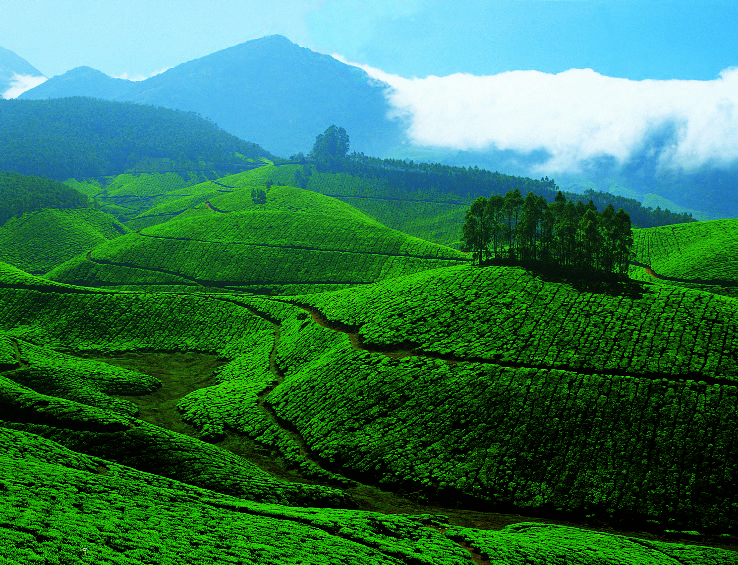 wayanad munnar tour package from bangalore